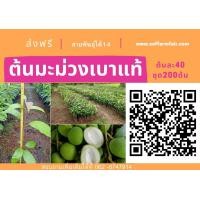 ราคา ขายต้นละ 40 ต้นมะม่วงเบา ชุด200ต้น ส่งฟรี สายพันธุ์แท้ เนื้อกรอบ (มือหนึ่ง) (360875655)