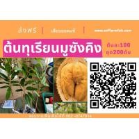 ราคา ขายต้นละ 100บาท ต้นทุเรียนมูซังคิง ชุด200ต้นส่งฟรี เสียบยอด สายพันธุ์แท้ เนื้อสวยหวานมัน (มือหนึ่ง) (360875647)