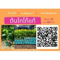 ราคา ขายต้นละ 20บาท ต้นโกโก้ ชุด400 ต้นส่งฟรี สายพันธุ์ชุมพร1แท้ ผลดกใหญ่ มีคู่มือแนะนำ (มือหนึ่ง) (360875631)