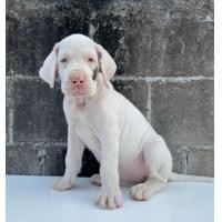 ราคา ขายลูก เกรทเดน แท้100 สวยมาก (มือหนึ่ง) (360888090)