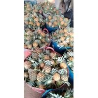 ราคา สับปะรดสวนผึ้ง (มือหนึ่ง) (360883932)