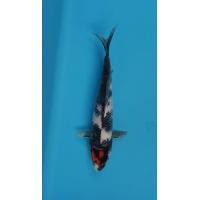 ราคา ปลาคาร์ฟ​นอกตันโจโชว่ส​ ฟาร์ม​อิซ่ส (360856555)