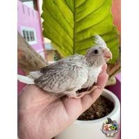 ราคา ลูกป้อนค๊อกคาเทล (360849808)