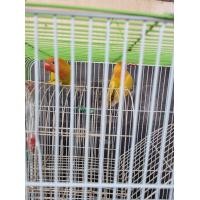 ราคา ขายนกเลิฟเบิร์ดเป็นคู่ คู่ละ 1800 บาท (360852849)