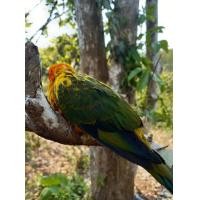 ราคา ซันคอนัวร์ (360845855)