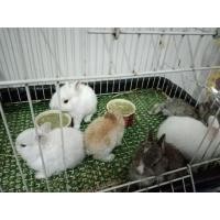 ราคา กระต่ายND (360847585)