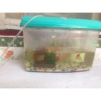 ราคา ปลาทอง (360855108)
