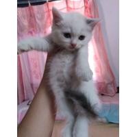 ราคา แมวสก๊อตติสโฟลด์ (360855543)