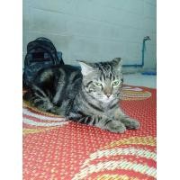 ราคา ขายแมวอเมริกันช็อตแฮร์ผสมสกอตติชโฟลด์เพศผู้ (360854735)