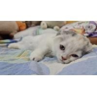 ราคา ขายมัชกิ้นโฟลด์ หูพับ สามสี เพศหญิง (360845921)