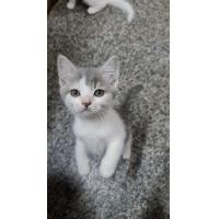 ราคา สก็อตติชโฟลด์ เพศชาย (360845964)