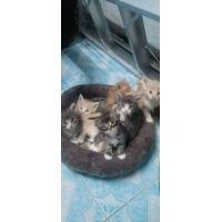 ราคา เปิดจอง เมนคูน(ติดจอง) (360583359)