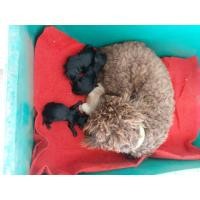 ราคา ขายลูกสุนัข"พุดเดิ้ล" (360854557)