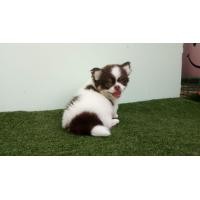 ราคา ชิวาวา ขนยาว เพศผู้ (360856162)