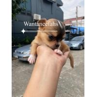 ราคา ชิวาว่าแท้ ขนยาว ไซส์เล็ก (360854781)