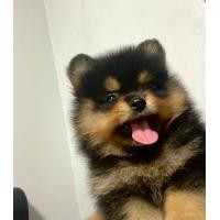 ราคา ลูกสุนัขพันธุ์ปอม (360851939)