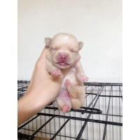 ราคา ชิวาว่า ผู้ (360847552)