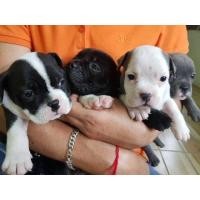 ราคา ขายลูกสุนัข American Bully pocket (360846573)