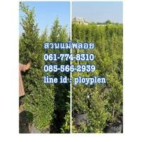 ราคา ไทรเกาหลี (มือหนึ่ง) (360849697)