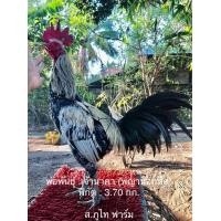 ราคา ลูกไก่พม่า (360855405)