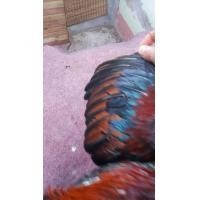 ราคา ไก่ชนพม่าง่อน (360855165)