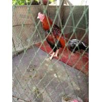 ราคา แบ่งก๋อยเชิงทำสาย ตีตัวปากไวเก่ง.ตำนิตาบอด (360854368)