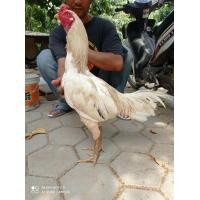 ราคา ไก่ป่าก๋อย (360853475)