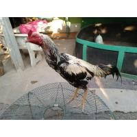 ราคา พม่าง่อน (360851450)