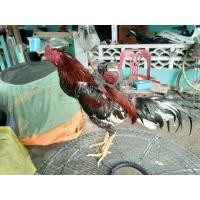 ราคา ก๋อยง่อน (360847603)