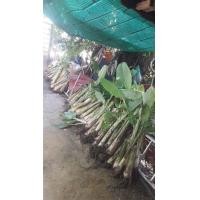 ราคา มีหน่อกล้วย น้ำว้า พันธุ์ต่างๆขาย. (มือหนึ่ง) (357457540)