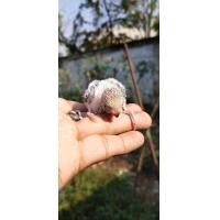 ราคา ชายลูกป้อนนกหงส์หยกหน้าโกเด้น(หน้าทองหรือหน้าเหลือง) (360836300)