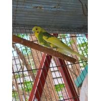 ราคา นกหงส์หยก 2ตัว พร้อมกรง (360833592)