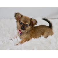 ราคา ชิวาว่าแท้ เพศเมีย (360844591)