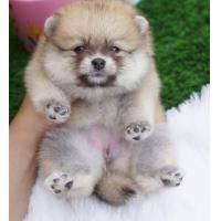 ราคา ปอมหน้าหมีแท้ เพศหญิง (360844631)