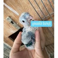 ราคา กรีนชีค บลูเยลโล่ไซด์ (360842962)