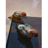 ราคา ลูกป้อน ซันคอนัวร์ เลี้ยงดี อ้วน สุขภาพแข็งแรง (360840924)