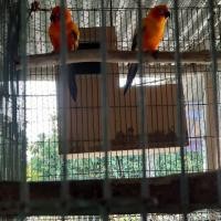 ราคา ขายซันคอนัวร์ (360839832)