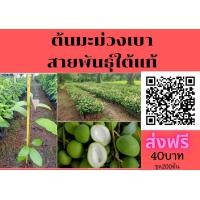 ราคา ขายต้นมะม่วงเบา ชุด200ต้น ต้นละ40 ส่งฟรี เสียบยอด สายพันธุ์แท้ เนื้อกรอบ (มือหนึ่ง) (360851271)