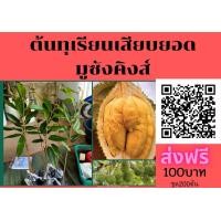 ราคา ขายต้นทุเรียนมูซังคิง ชุด200ต้น ต้นละ100 ส่งฟรี เสียบยอด สายพันธุ์แท้ เนื้อสวยหวานมัน (มือหนึ่ง) (360851261)