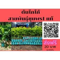 ราคา ขายต้นโกโก้ ชุด 400 ต้น ส่งฟรี ต้นละ20บาท สายพันธุ์ชุมพร1แท้ ผลดกใหญ่ (มือหนึ่ง) (360851233)