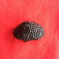 ราคา เบี้ยแก้หลวงปู่เจือ (มือสอง) (357893327)