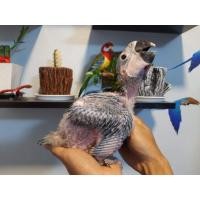 ราคา นกแก้วมาคอว์ (BG Macaw) (360896313)