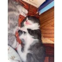 ราคา เปิดจอง สก็อตติชผสมอเมริกันช็อตแฮร์ (360925955)