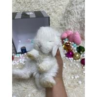 ราคา กระต่ายฮอลแลนด์ลอป (360837408)
