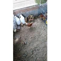 ราคา ขายลูกไก่ไข่โร๊ดไอเเลนเรด (360923230)