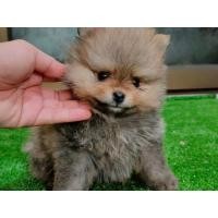 ราคา ขายลูกสุนัขพันธุ์ปอมเมอเรเนียนแท้ (360837484)