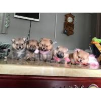 ราคา ปอมแท้ ปอมทีคัพ ปอมหน้าหมี (360838280)