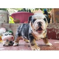 ราคา English Bulldog ลูกสุนัข บลูด็อก (360839031)