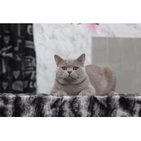 ราคา แมวบริติช ช็อตแฮร์ มีใบเพ็ด (British shorthair) ชาย (360842114)