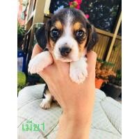 ราคา บีเกิ้ล (360842523)